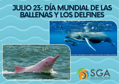 Imagen decorativa 23 de julio: Día Mundial de las Ballenas y los Delfines