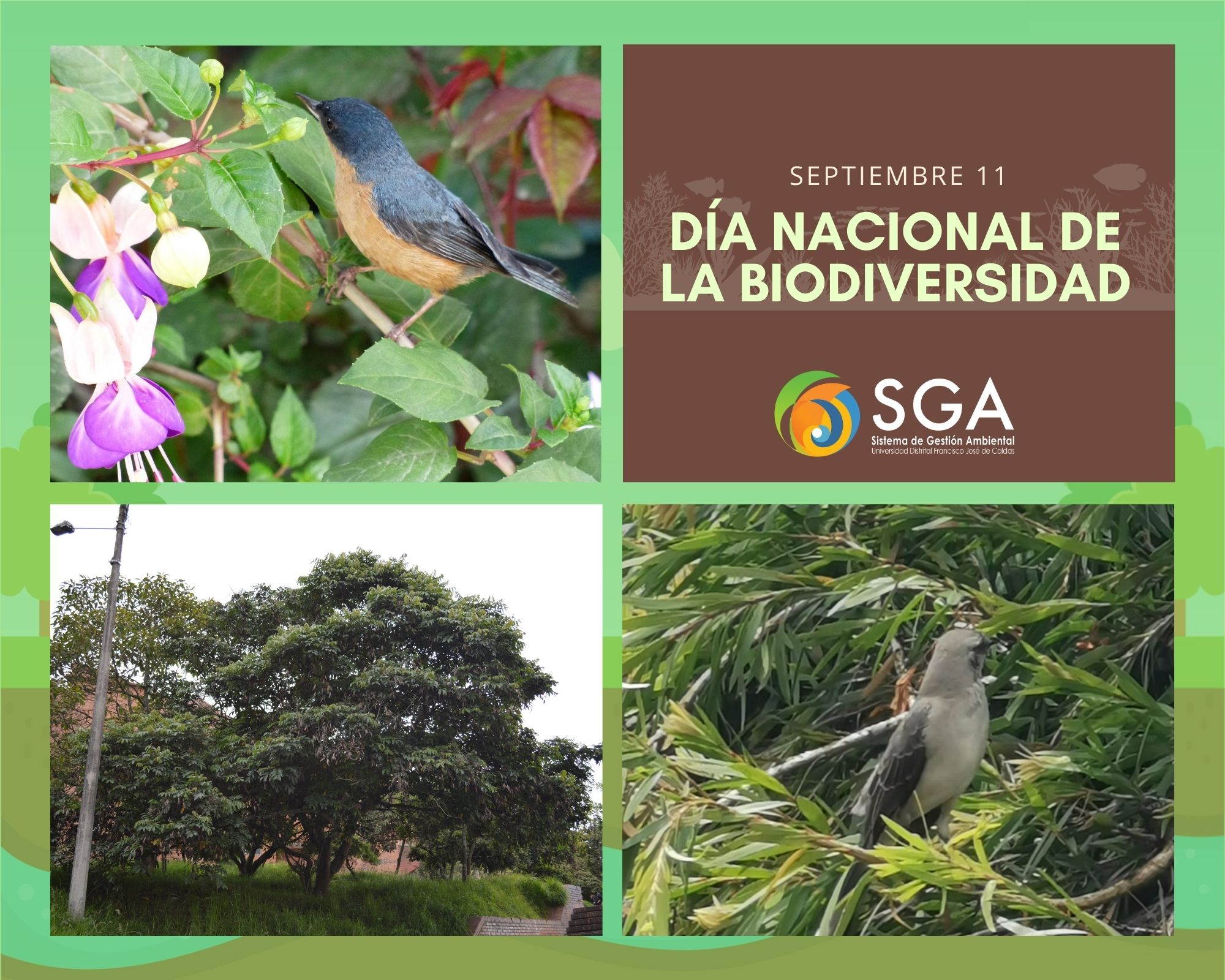 Imagen decorativa 11 de septiembre: Día Nacional de la Biodiversidad en Colombia