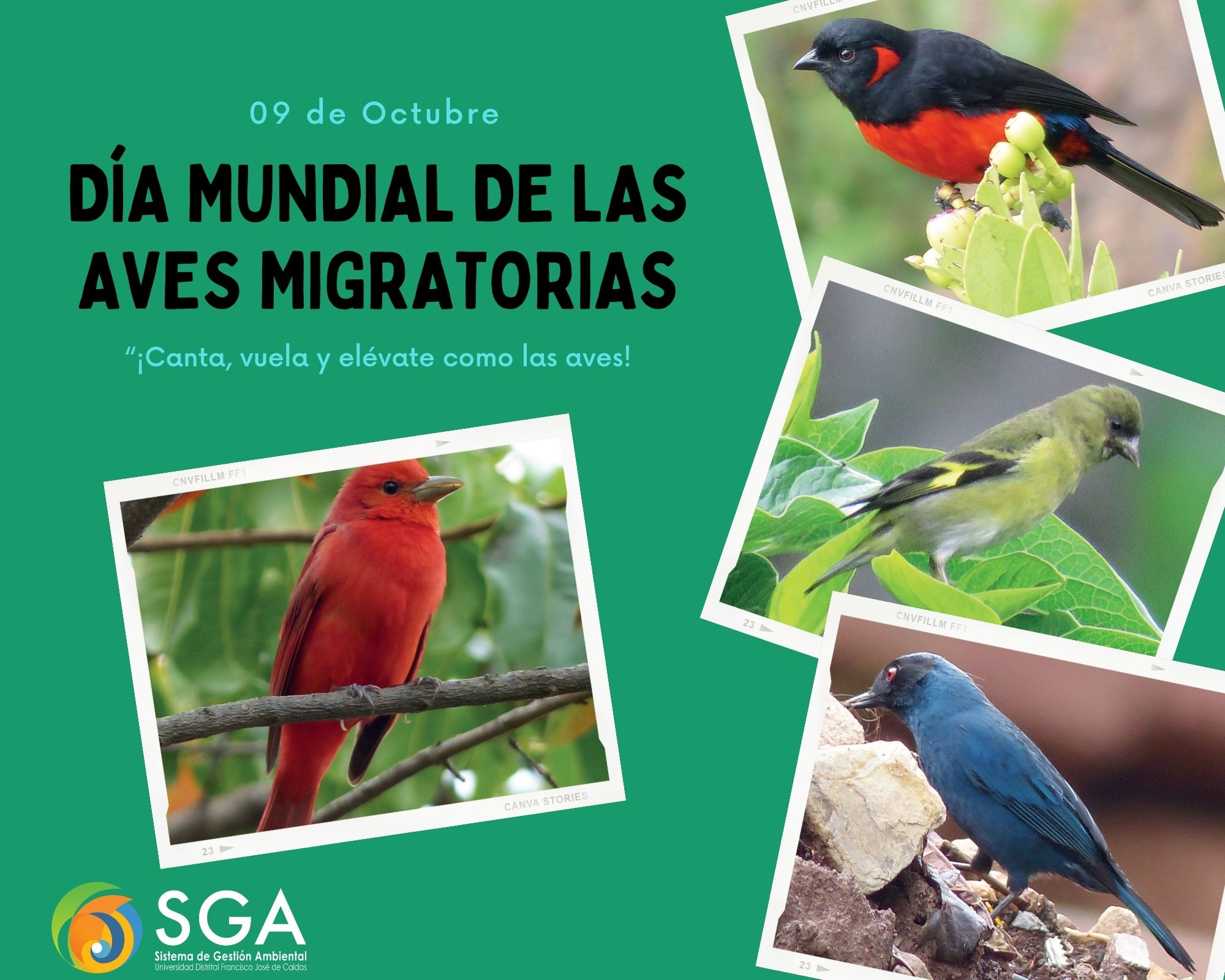 Imagen decorativa 09 de Octubre: Día Mundial de las Aves Migratorias