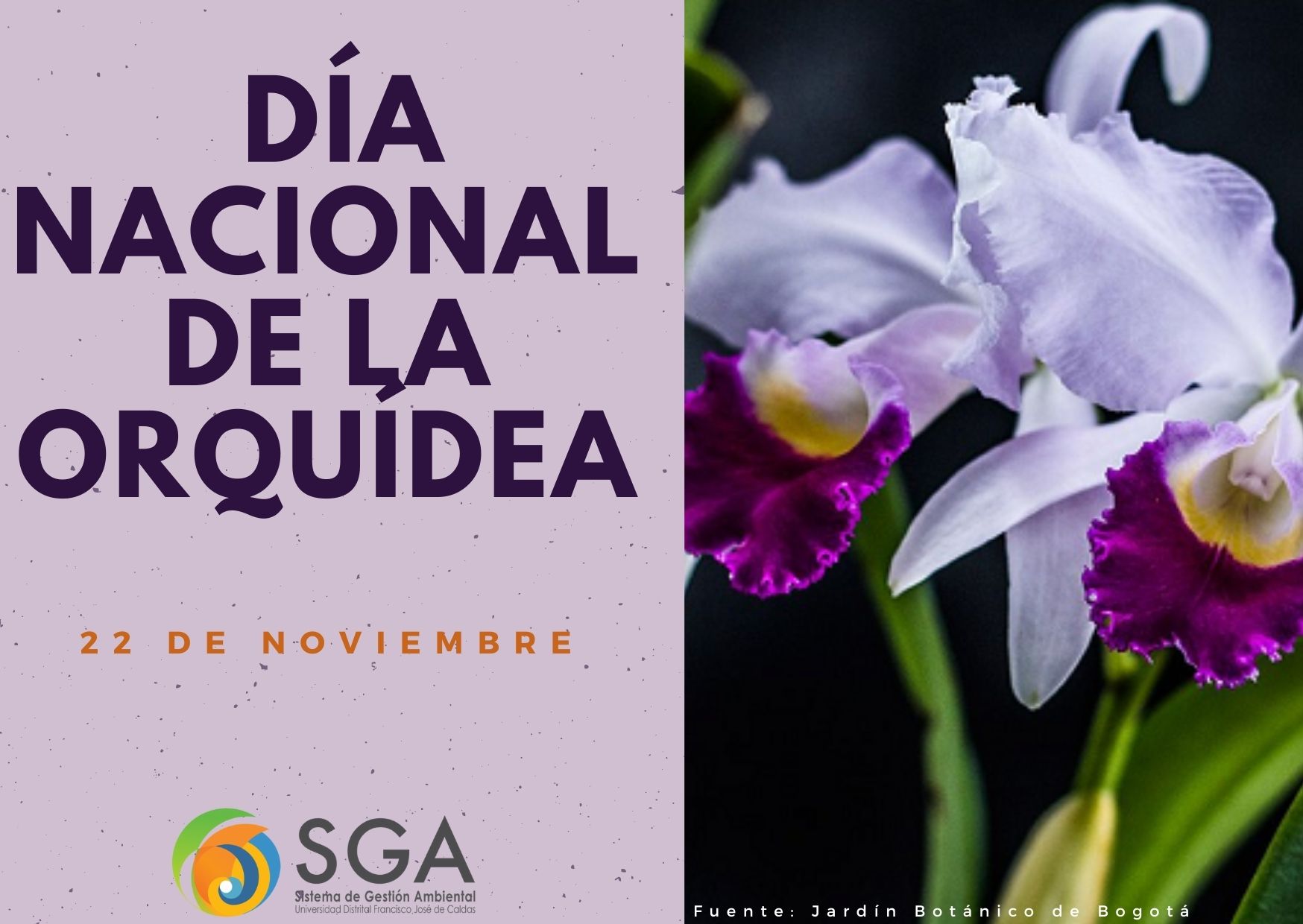Imagen decorativa 22 de noviembre: Día Nacional de la Orquídea