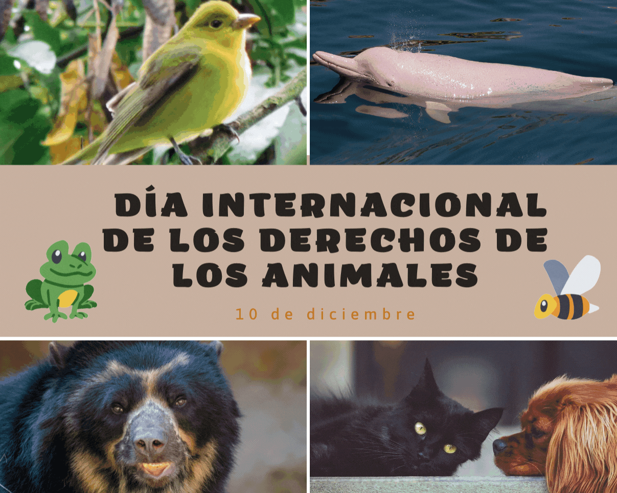 Imagen decorativa 10 de diciembre : Día internacional de los derechos de los animales