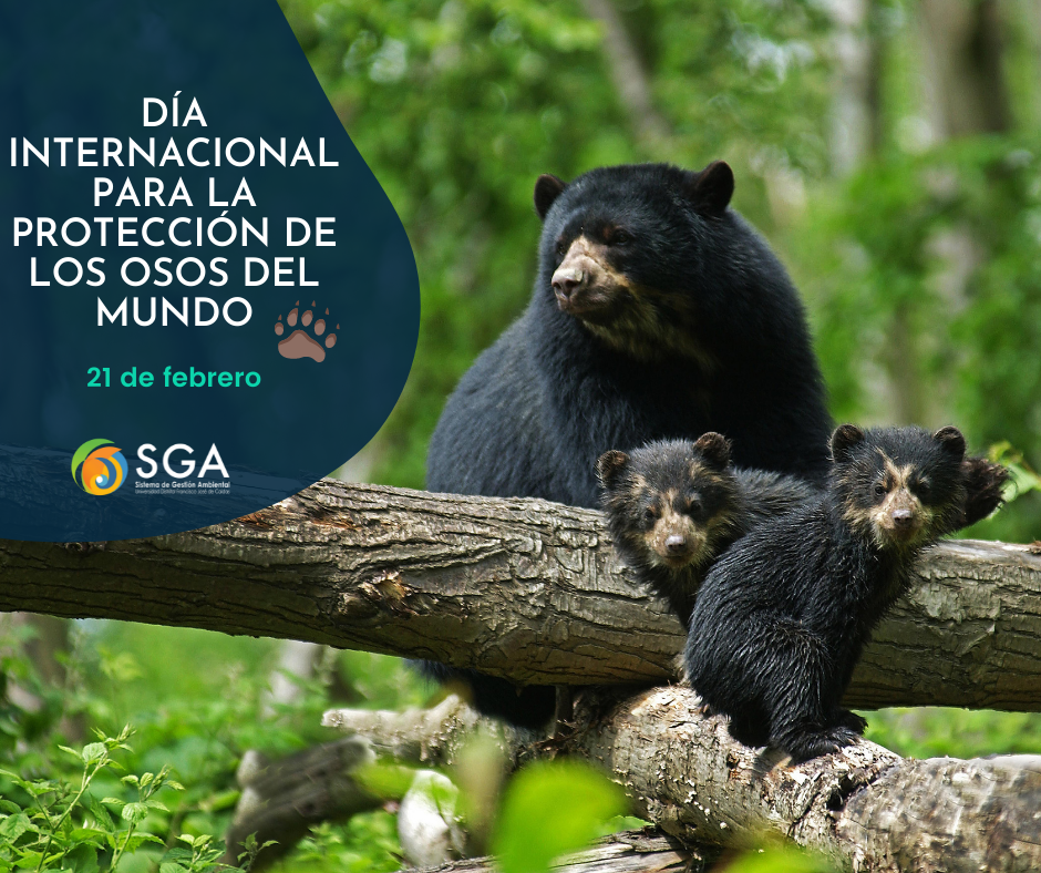 Imagen decorativa 21 de febrero: Día Internacional para la protección de los osos del mundo