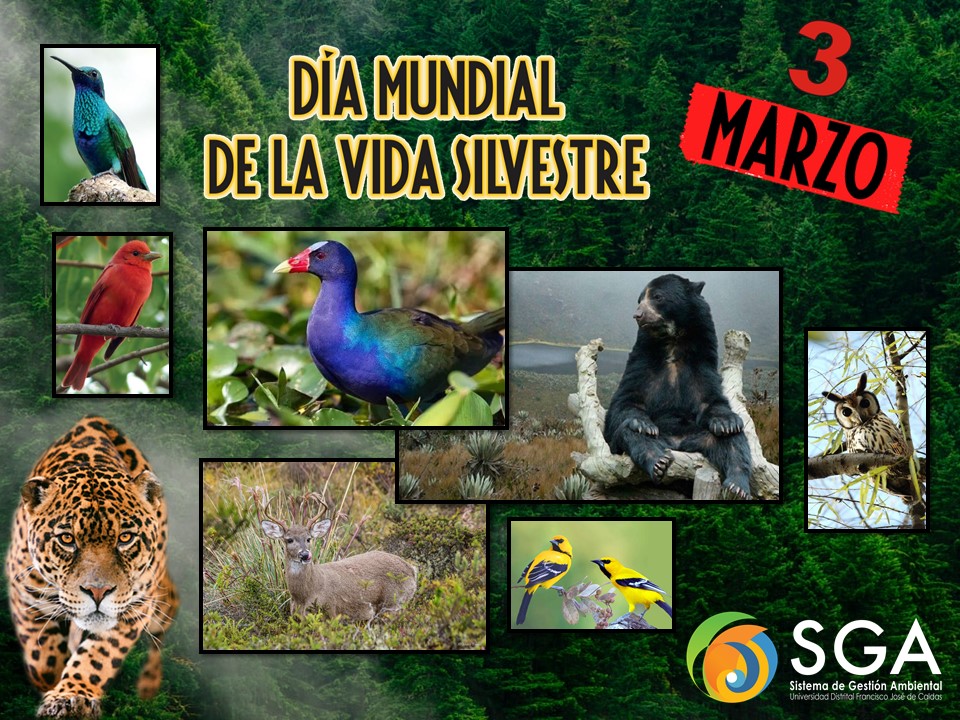 Imagen decorativa 3 de marzo: Día Mundial de la Vida Silvestre